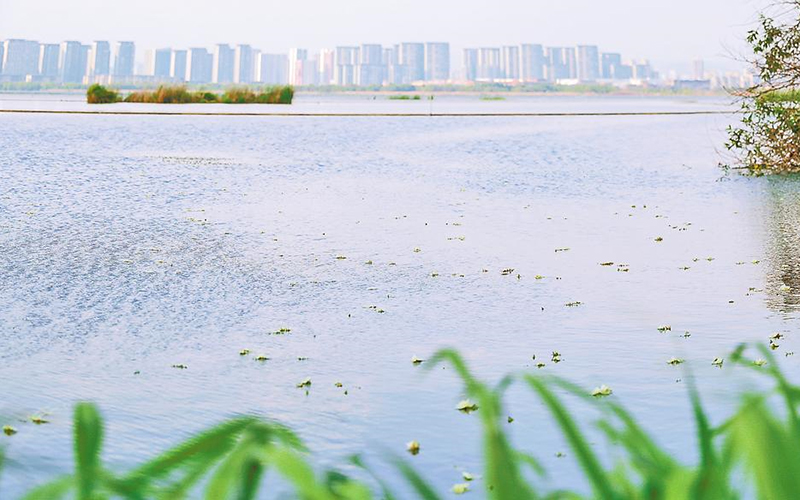 滇池草海 海菜花開