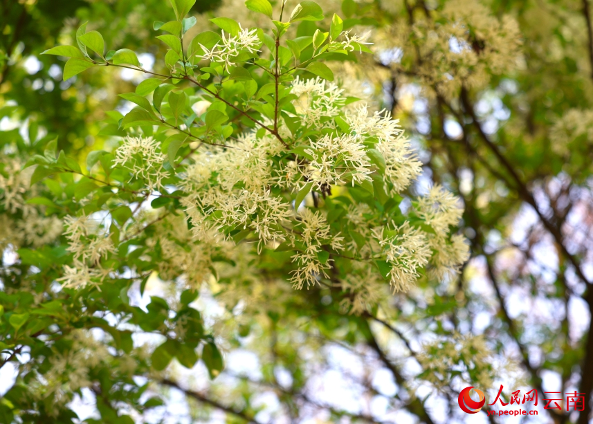 流苏花绽放枝头。李亚男摄