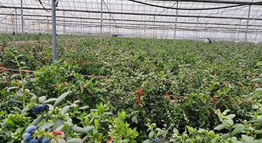 為雲南藍莓筑牢安全底座