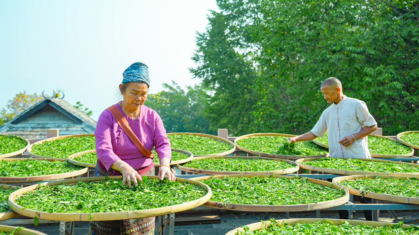 图为景迈山茶农在晒春茶。澜沧县委宣传部供图