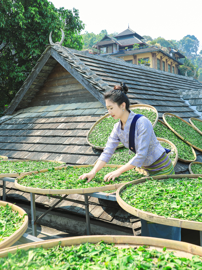 图为景迈山茶农在晒春茶。澜沧县委宣传部供图