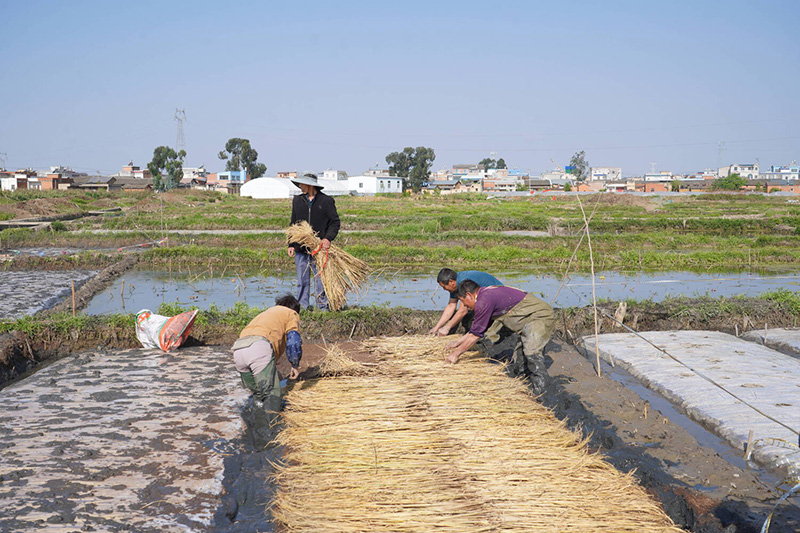 农户们忙着育秧苗。