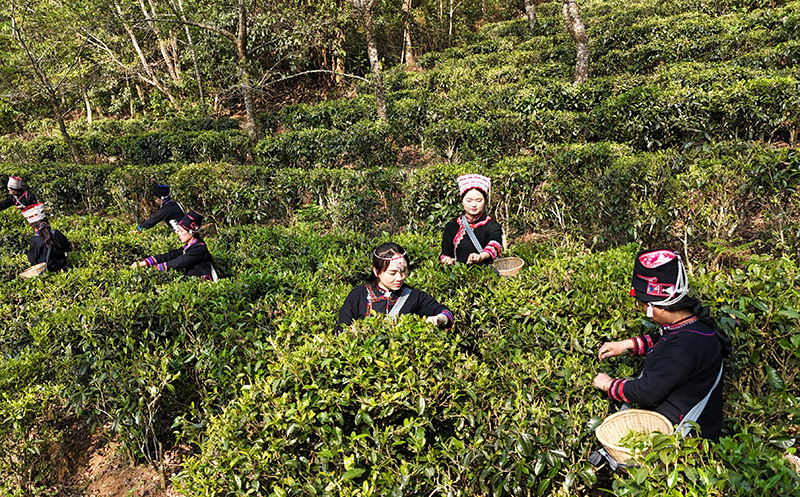 架車鄉茶農在茶園採茶---來源：紅河縣融媒體中心