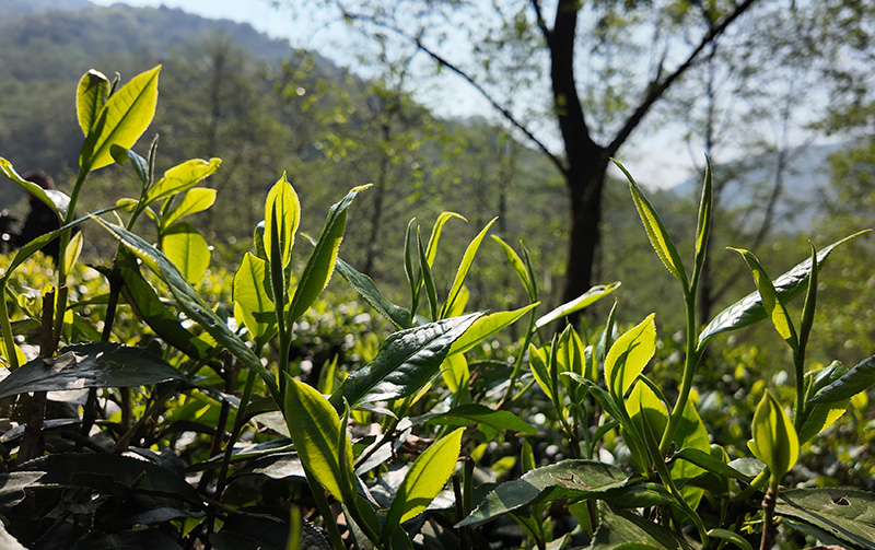 架車鄉茶葉。紅河縣融媒體中心供圖