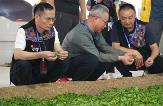 茶业技术专家为茶农开展茶叶初制技能培训。陈艺玲摄
