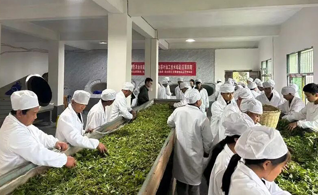炒茶技能培训现场。勐海县人社局供图