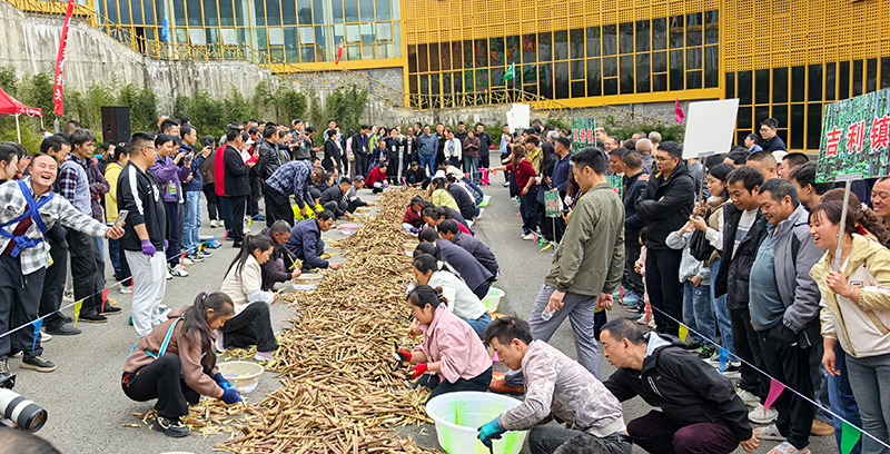 云南大关“竹王”“笋王”的争霸赛活动现场。大关县融媒体中心供图