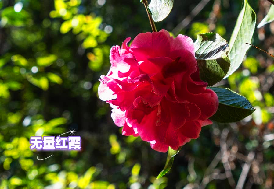 无量红霞。 景东县融媒体中心供图