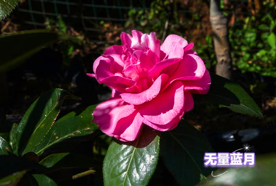 无量蓝月 景东县融媒体中心供图