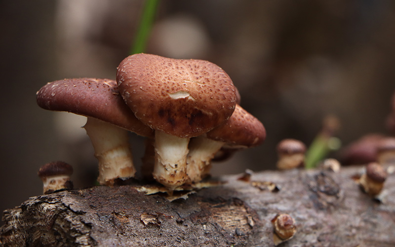 仿野生种植的食用菌。廖利君摄