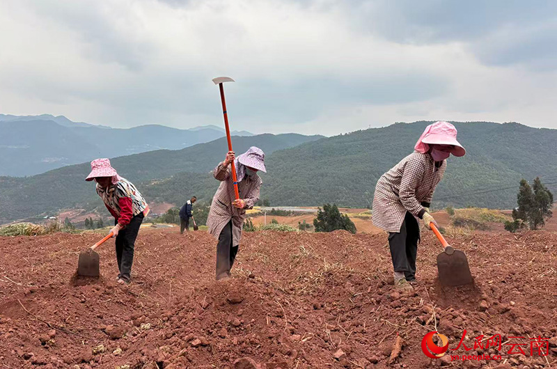 南澗縣南澗鎮文啟村高標准農田裡，村民正在整理土地。人民網-雷霽攝