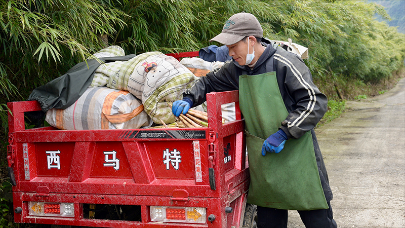笋农将刚采摘下的春笋打包运输