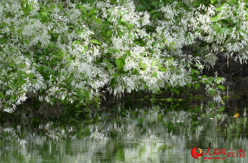 龙潭边流苏花开。段涤瑕摄