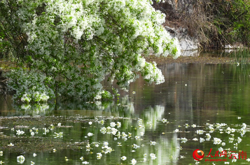 海菜花与流苏花相互映衬。段涤瑕摄