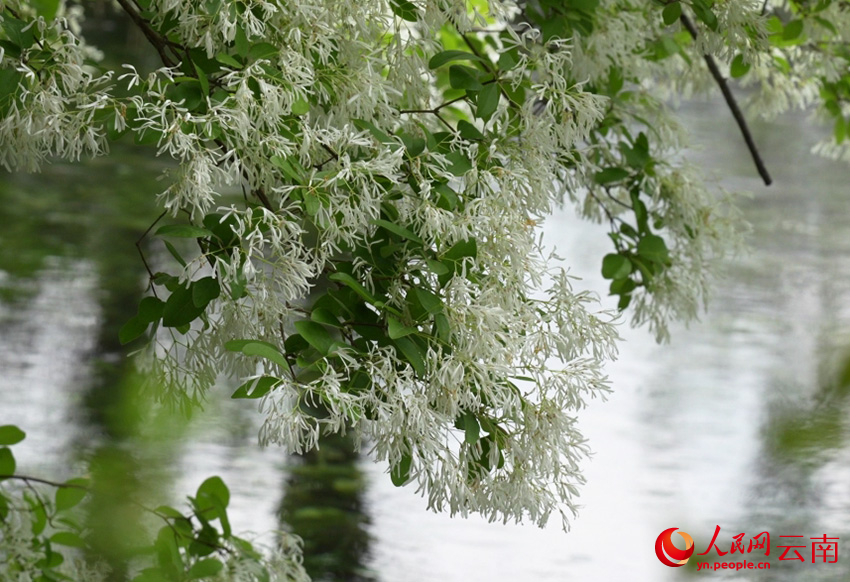 流苏花开。段涤瑕摄