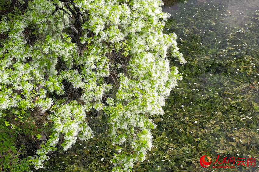 双花共舞。赵军摄
