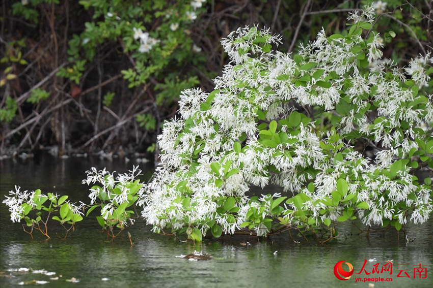 龙潭边流苏花盛开。段涤瑕摄