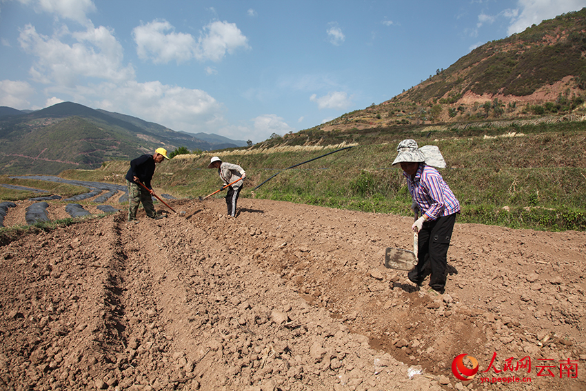 【2】太平村村民正在翻整土地。饶松华摄