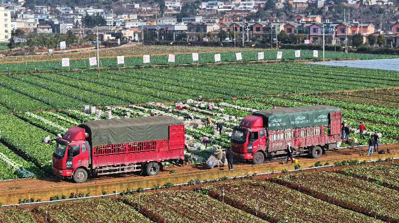 芳华镇龙潭蔬菜种植基地。
