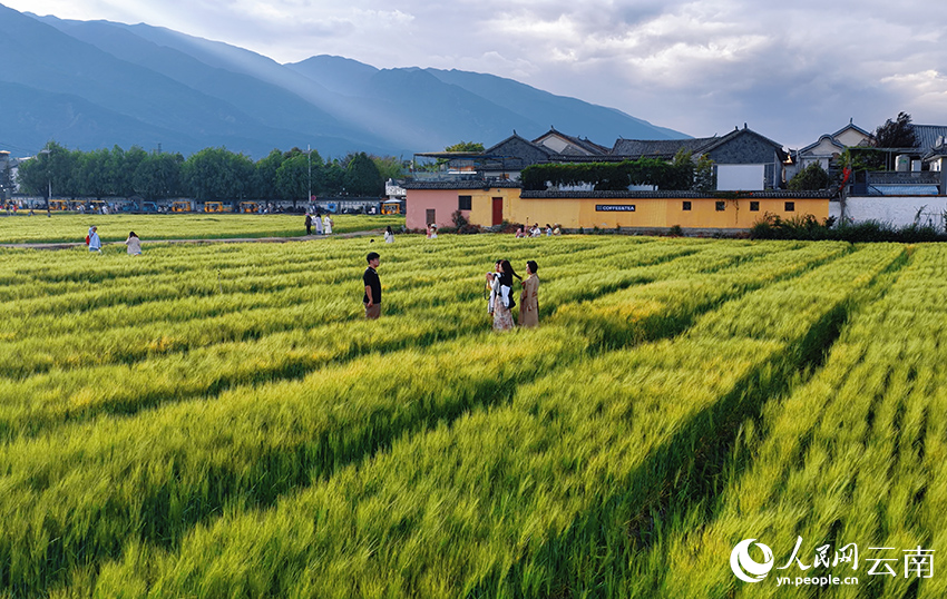 洱海之畔的麦田风光。董孟良摄