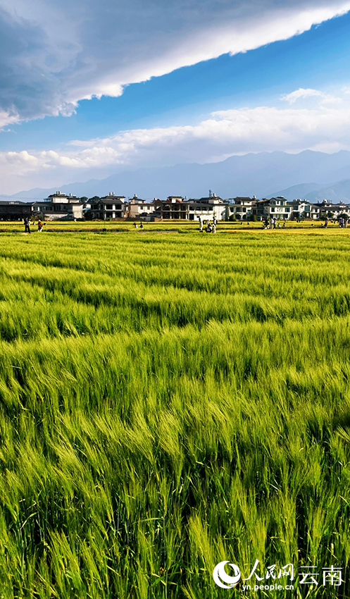 洱海之畔的麦田风光。董孟良摄