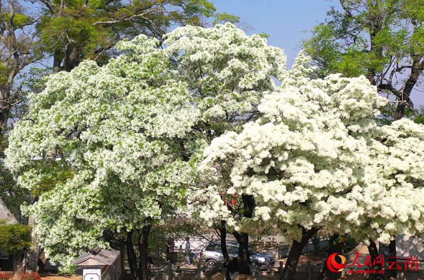 桑岭村的流苏花。段涤瑕摄