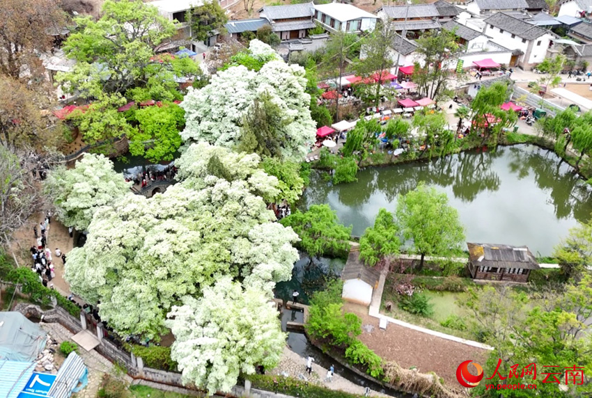 桑嶺村的流蘇花。段滌瑕攝