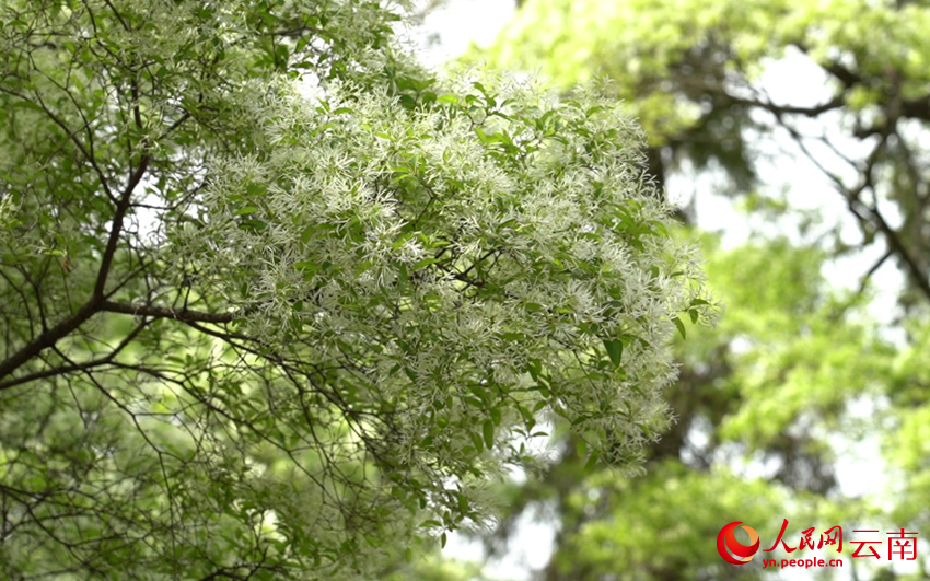流苏花盛开。赵军摄