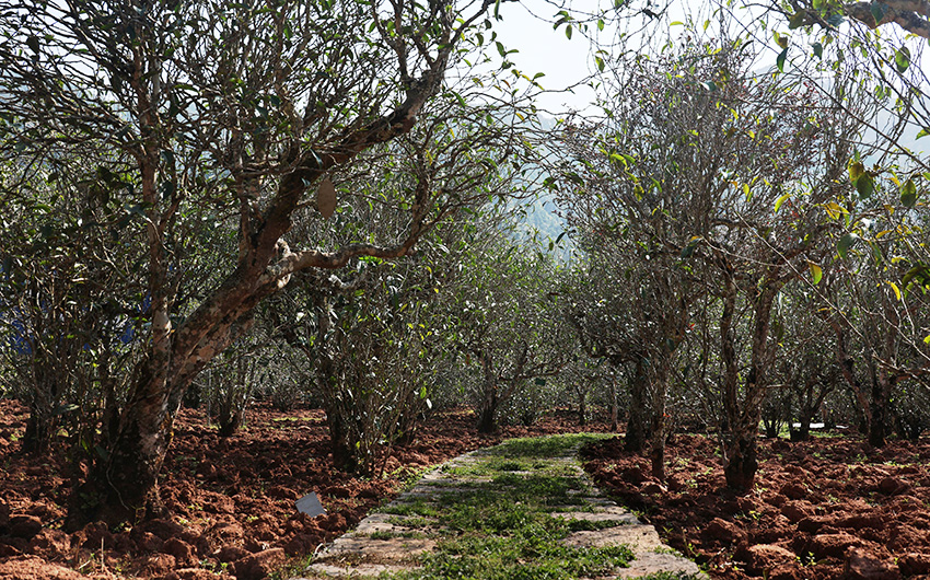 秧塔古茶园。吕忠艺摄