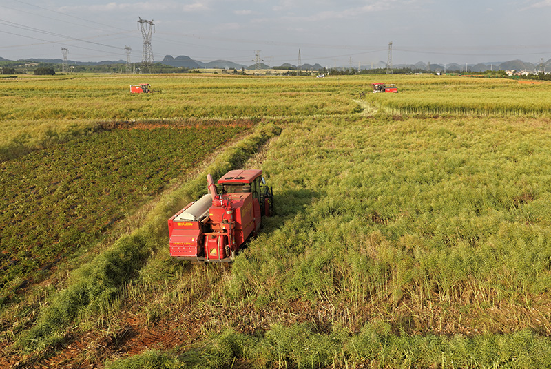 收割机正在收割油菜。