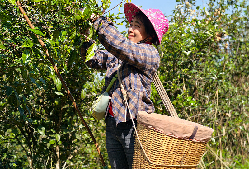 茶農楊美英在採摘大樹茶。劉夢星攝