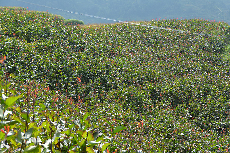 阿扎河乡芭蕉芋基地。红河县融媒体中心供图