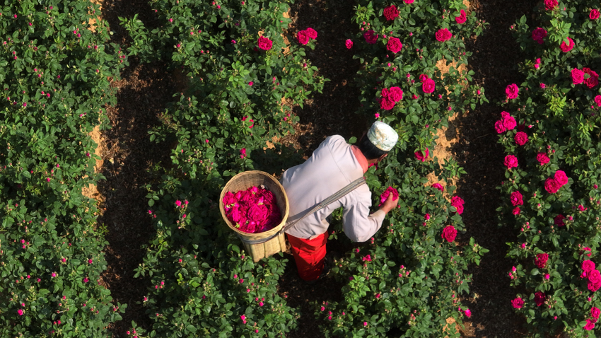 安宁市融媒体中心供图