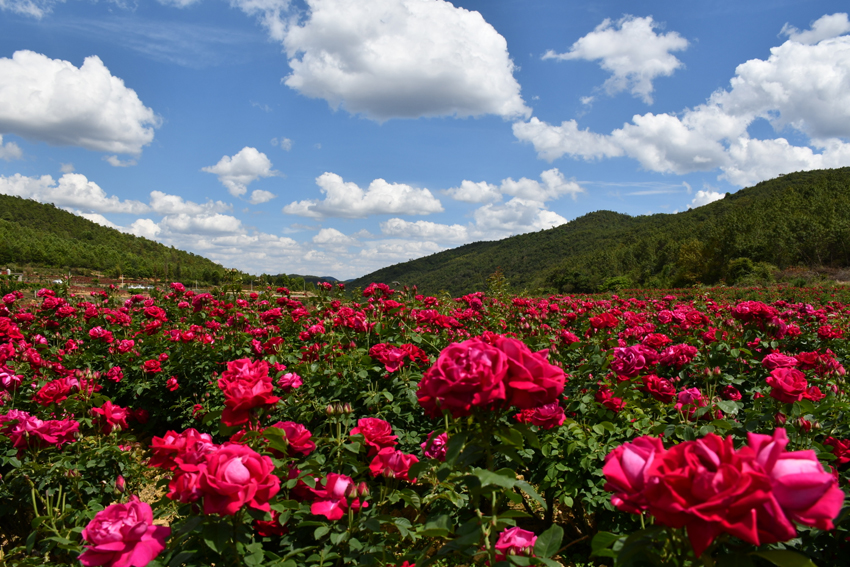 安宁市融媒体中心供图