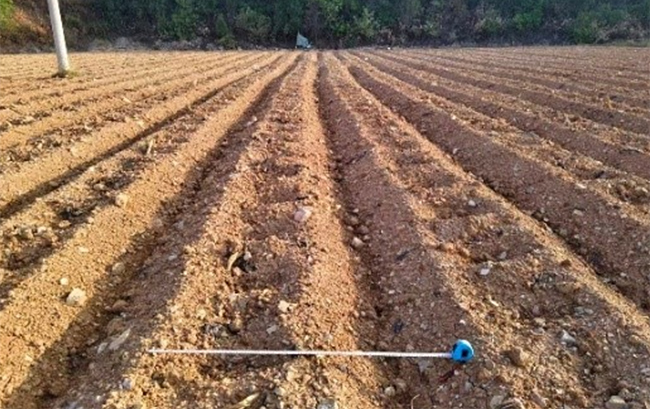 起垄打塘测量株距行距。白江伟摄