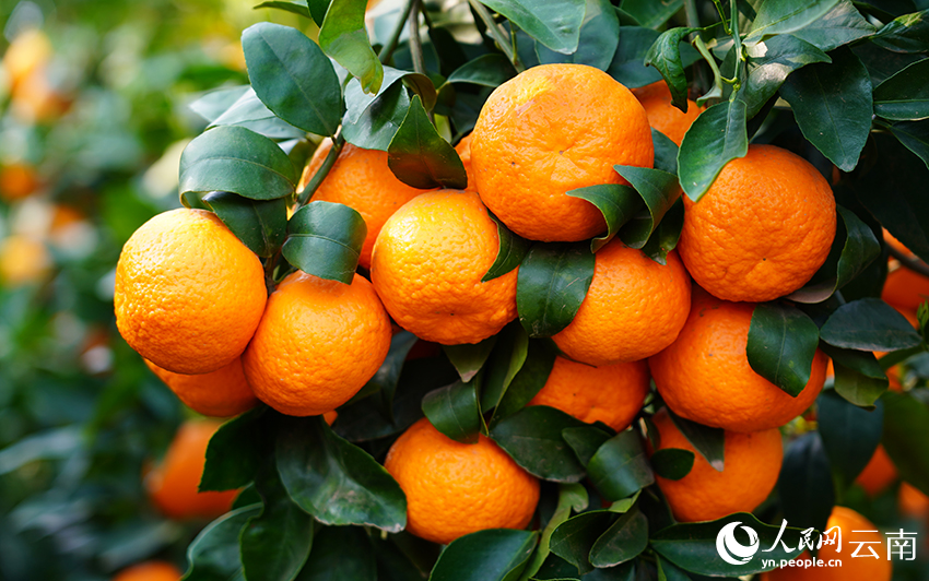 沃柑挂滿枝頭。吳鬆江攝