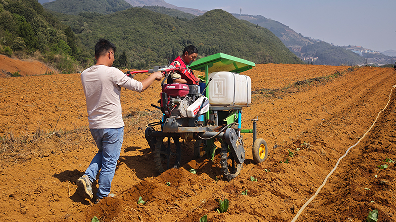 移栽機作業示范。孫夢輝攝