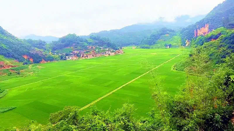 稻虾养殖基地。