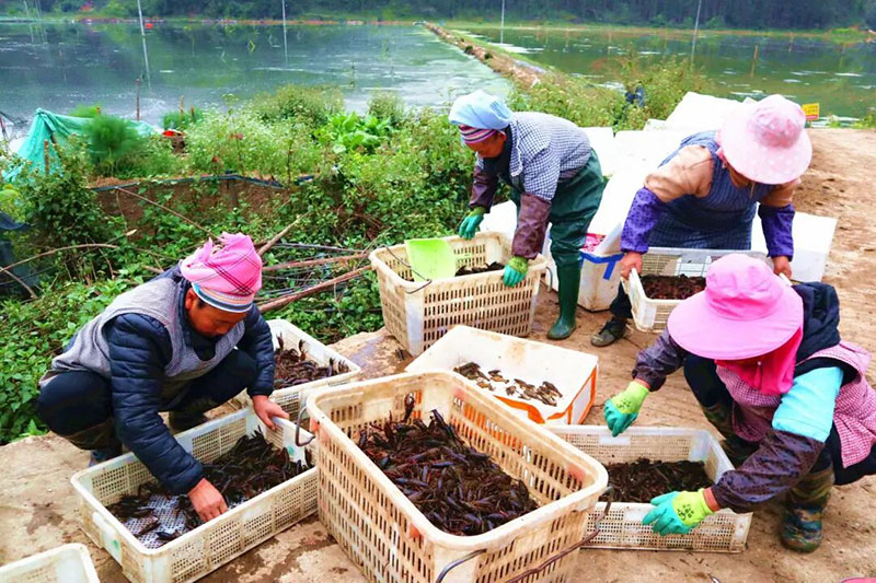 稻虾丰收场景。