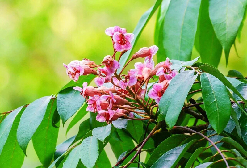 伯樂樹如期綻放。景東縣融媒體中心供圖