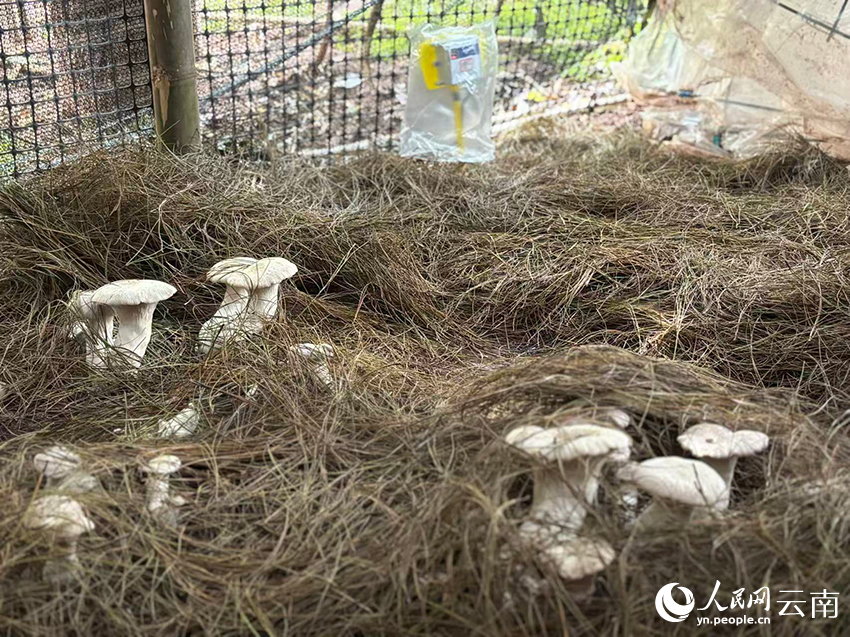 【1】黑馬村村民茶偉軍種植的灰虎掌菌破土而出。人民網-雷霽攝