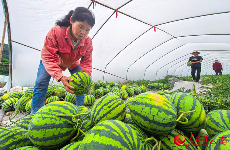 4月29日，云南省漾濞县苍山西镇马厂村的西瓜大棚里，村民正在搬运西瓜。人民网记者-虎遵会摄