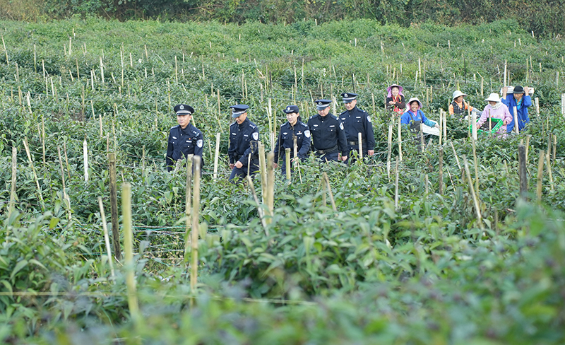 民警在红果参基地巡逻。