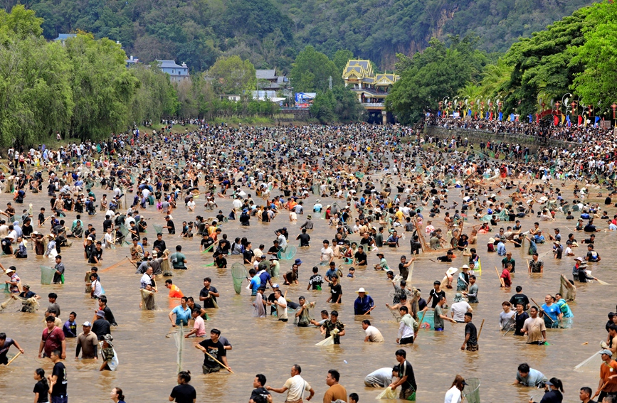 云南孟连万人“浑水摸鱼” 20吨鱼免费抓