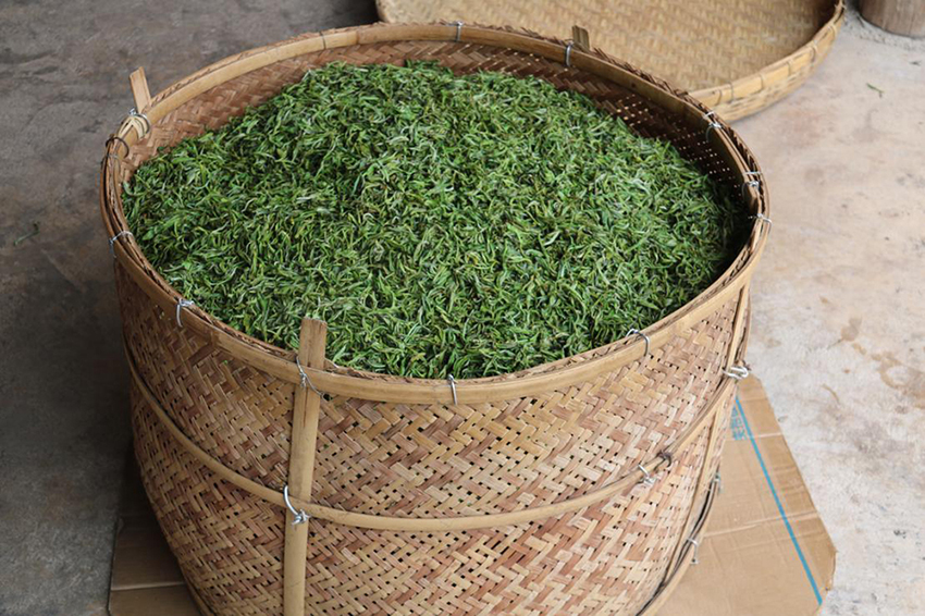 【3】杀青后的皮歹茶。人民网记者-程浩摄