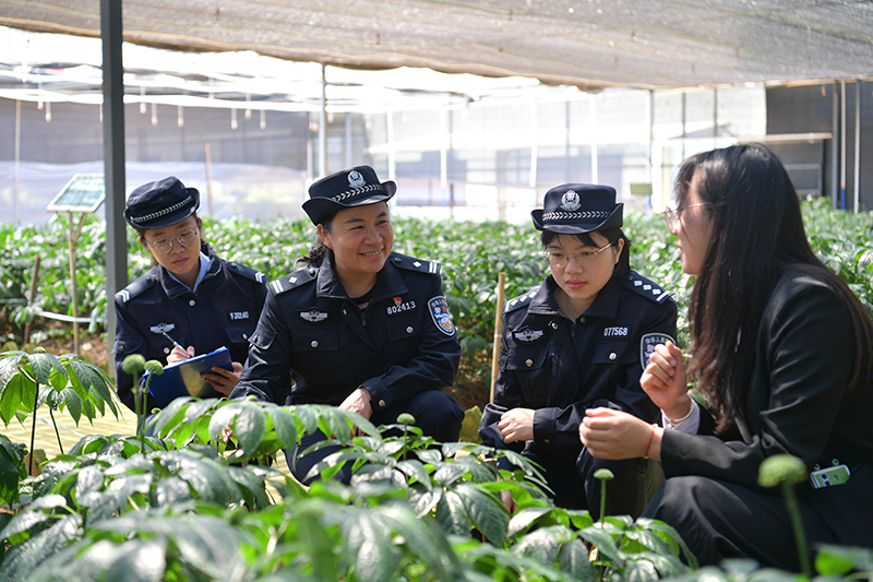 民輔警到三七種植區域開展巡防走訪工作。