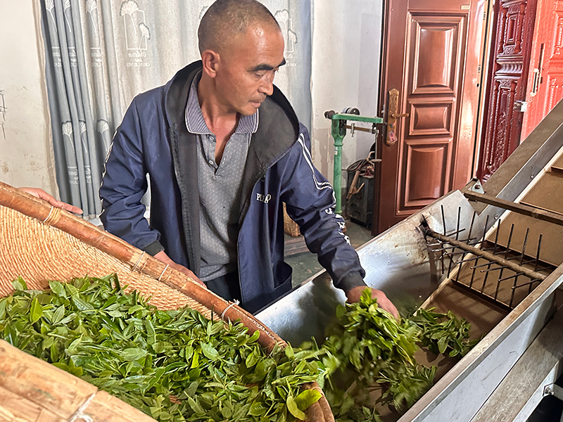 毕春查在加工茶叶。赵新梅摄