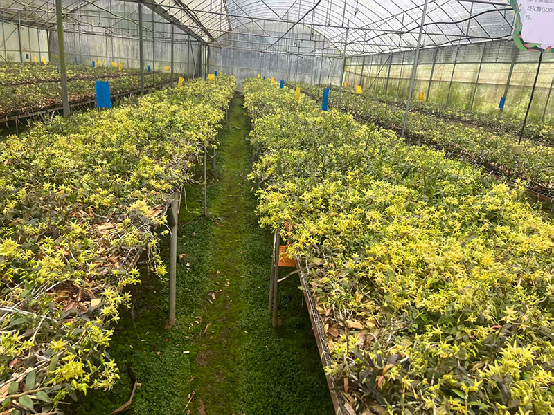 廣南縣舊莫鄉昔板社區鐵皮石斛種植基地盛開的石斛花。