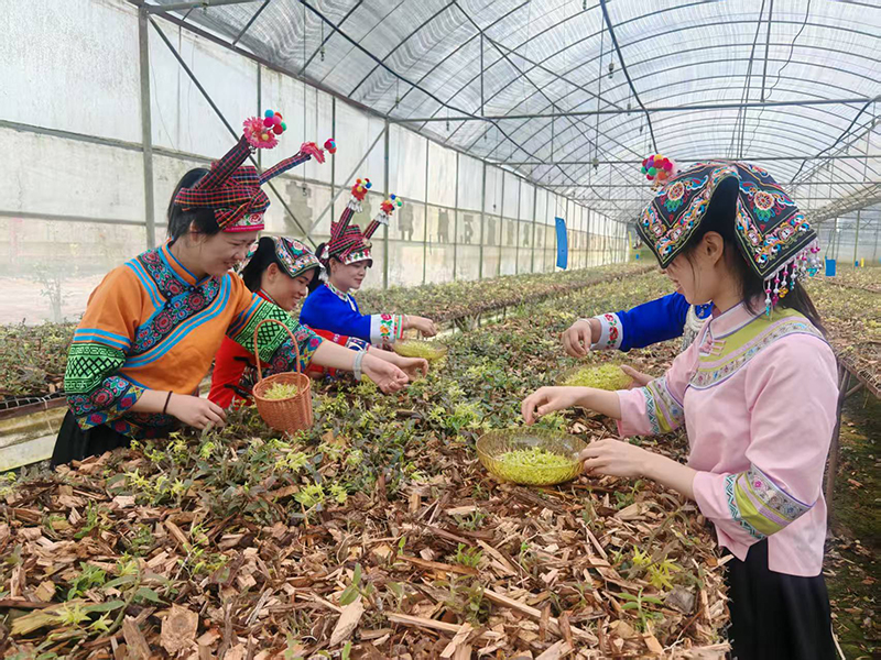 當地村民正在採摘石斛花。
