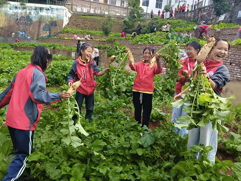 學生們收獲蔬菜。